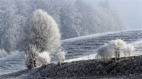 Feld Winter Raureif Schnee Bäume Bild Foto Desktop Hintergrund