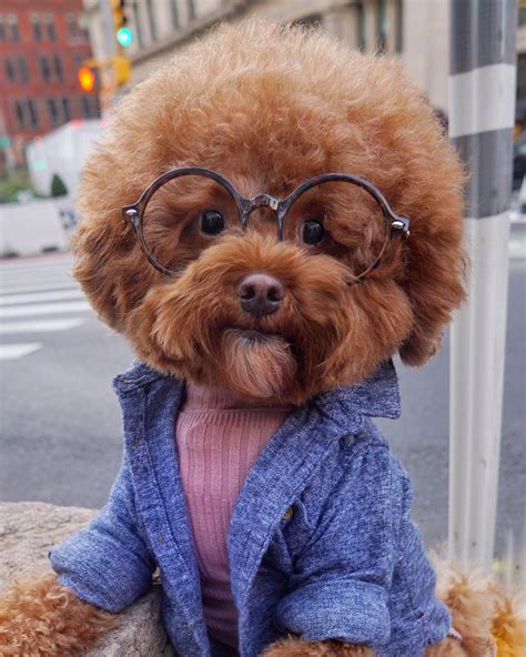 Psbattle Dog Wearing Glasses Photoshopbattles