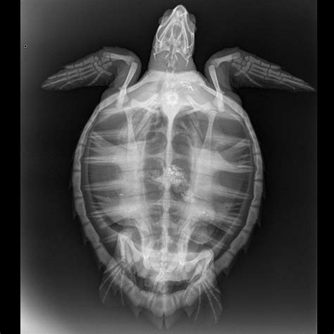 Sea Turtle X Ray Sea Turtle Turtle Animals