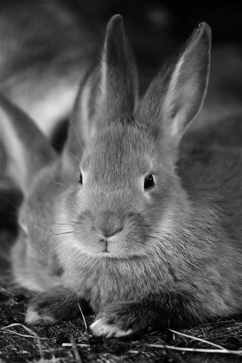Public Domain Picture Bunny Rabbit Id 13999512025119