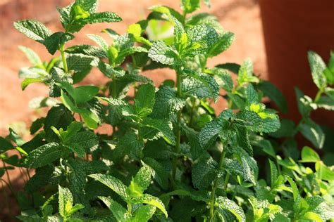 Fresh Mint Free Stock Photo Public Domain Pictures