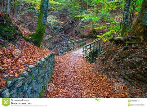 Autumn Forest With Wood Bridge Over Creek In Beeches Forest Italy