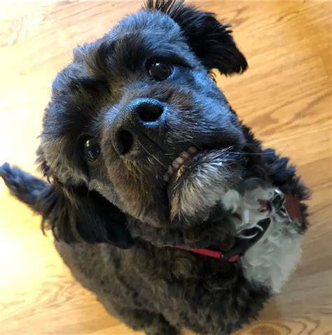 20 English Bulldogs Mixed With Poodle The Paws