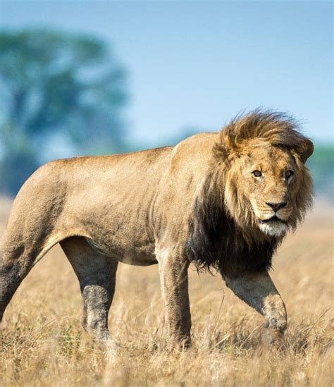 De Leeuw In Afrika Inspired By Safaris