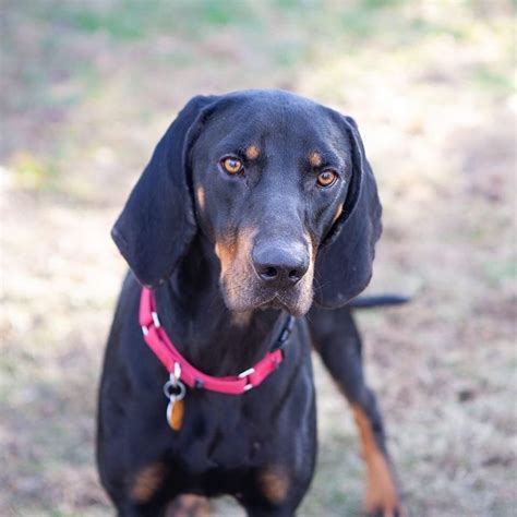 Bingo 14 Month Old Black And Tan Coonhound Mix Needs Forever Home