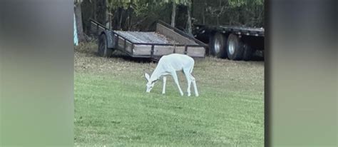 Rare Albino Deer Spotted For Second Time