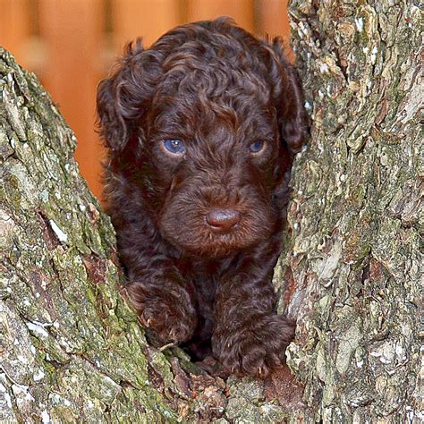 When introducing your new puppy to your other dog; Labradoodle Puppies for Sale | Barksdale Labradoodles