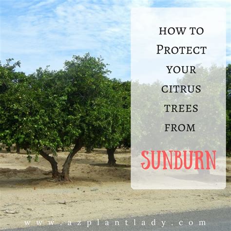 Citrus Trees Need Sunscreen To Prevent Sunburn