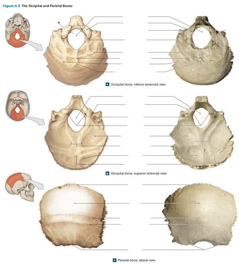 Occipital And Parietal Bones Diagram Quizlet
