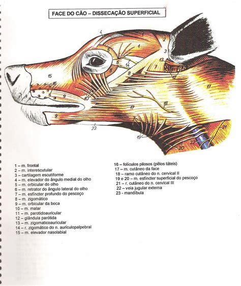 Dissecação Superficial Cão Anatomia Veterinária I