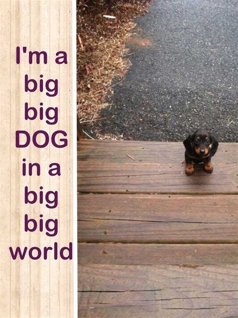 Big Big Dog Weenie Dogs Dachshund Dog Puppies