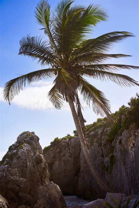 Tulum Beach Sunset Palm Tree Riviera Maya Stock Photo Image Of Mexico