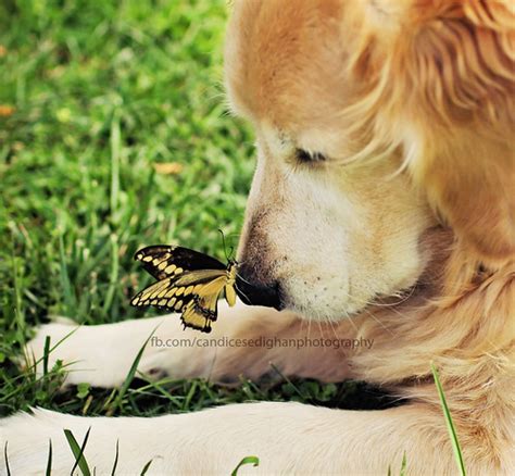 Sweet Moments Champ And Butterflies Golden Retrievers Golden