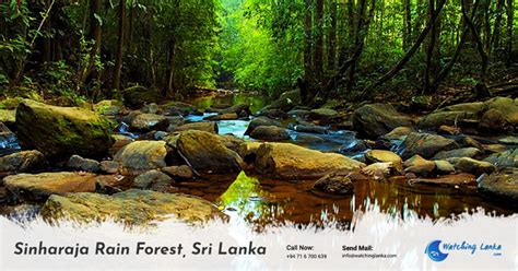 Sinharaja Rain Forest In Sri Lanka Watching Lanka