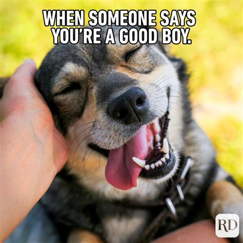 45 Hilarious Dog Memes Youll Laugh At Every Time Readers Digest