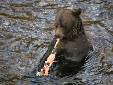 Grizzly Bears Eating Funny Animal