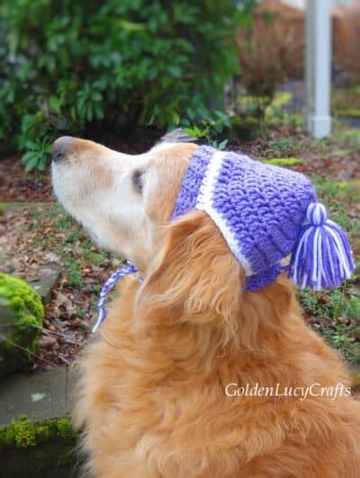 Crochet Dog Hat Free Crochet Pattern Goldenlucycrafts