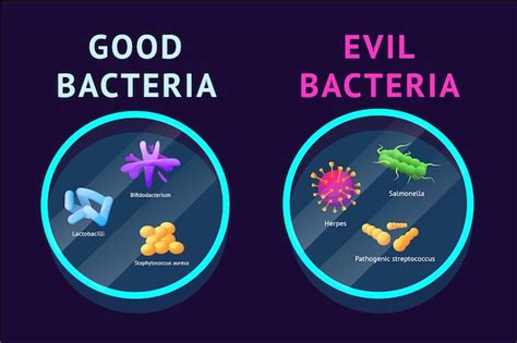 Premium Vector Good And Bad Bacteria Lactobacillus And Probiotic