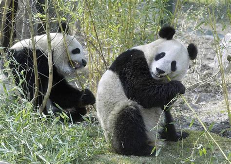 Care Bears Pandas Caught On Camera Mating At Vienna Zoo New York