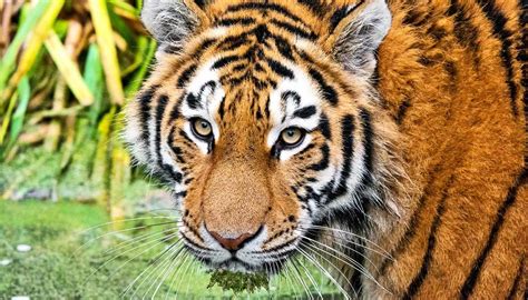 Tigers Endangered Species 1600 Futurity