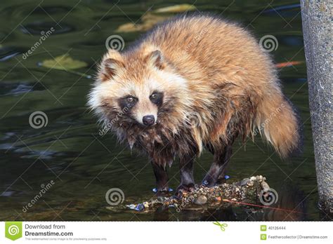 Raccoon Dog Stock Photo Image Of Natural Magnut Full 40126444