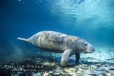 West Indian Manatee At Three Sisters Springs Florida Trichechus