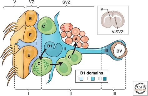 The Adult Ventricularsubventricular Zone V Svz And Olfactory Bulb