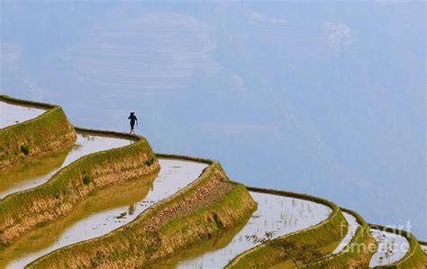 Rice Terraces Of Yuanyang Yunnan China By Konstantin Kalishko Rice