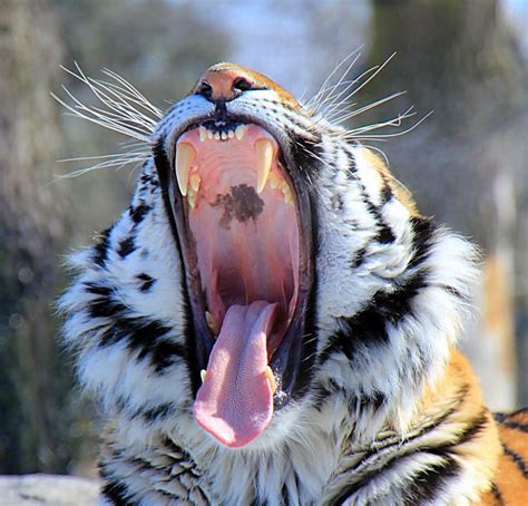 113 best Animals sticking their tongues out images on Pinterest