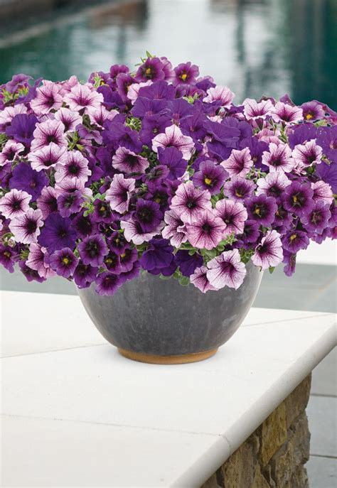 If You Like The Color Purple In Your Garden Then Our