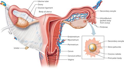 A And P Ii The Oocyte And Female Reproductive Organ Diagram Quizlet