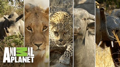 Los 5 Grandes Mamíferos De África Wild Frank En África Animal