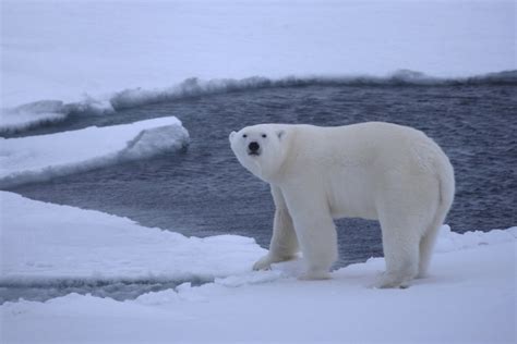 Are Polar Bears Skating On Thin Arctic Ice Nbc News