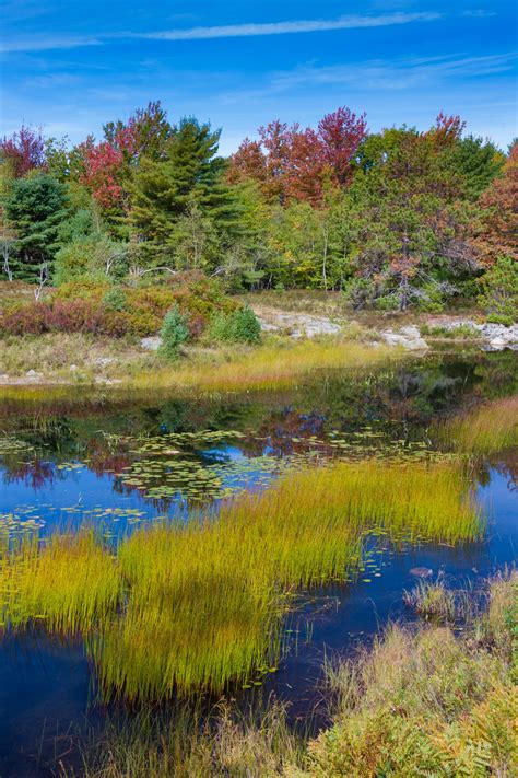 Acadia Wetlands Free Stock Photo - Public Domain Pictures