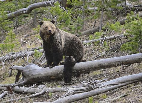 Us May Lift Protections For Yellowstone Glacier Grizzlies Vancouver