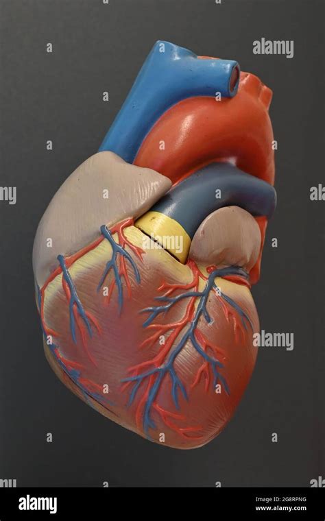 Arterias Del Corazón Fotografías E Imágenes De Alta Resolución Alamy