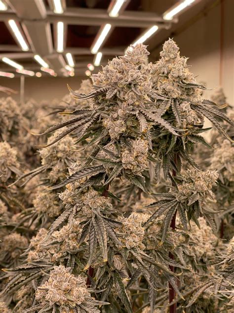 Apple Fritter Strain For Sale Roots Cannabis Nursery