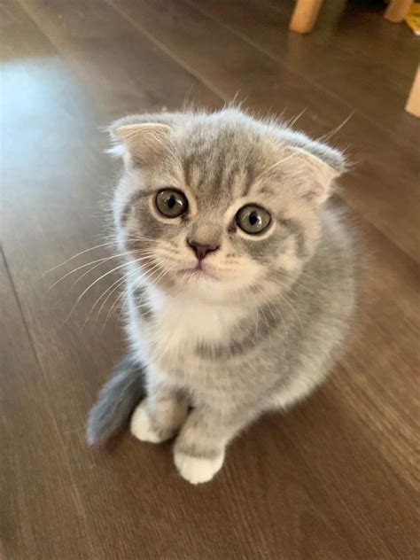 Scottish Fold For Sale In Minnesota 8 Petzlover