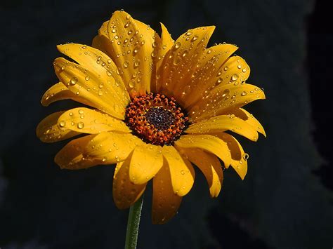 Flower Yellow Free Stock Photo Close Up Of A Yellow Flower With