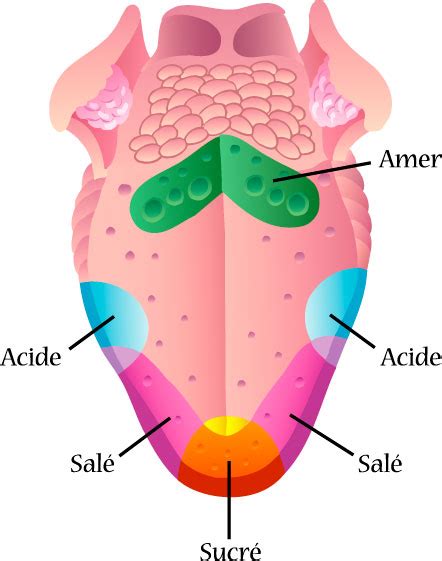 Goût Le Corps Humain