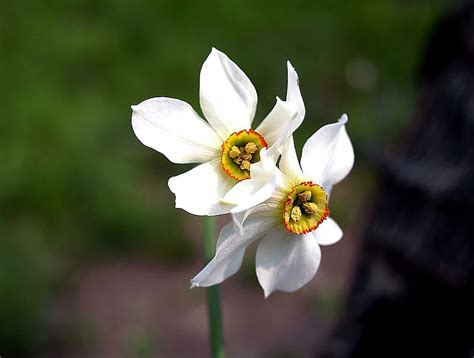 Il piumone fiori chiari, con il suo tessuto di microfibra, saprà coccolarti nelle fredde notti invernali! Fiori Narcisi