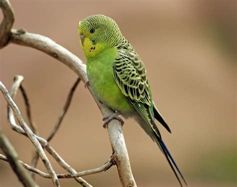 8 Top Quiet Pet Bird Species