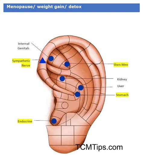 Ear Seed Placement Chart For Menopause Weight Loss Easy Tcm Wisdom