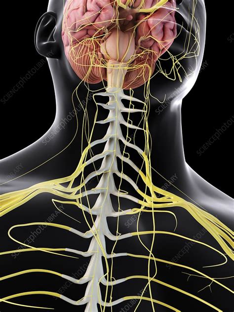 Human Brain And Spinal Cord Illustration Stock Image F0115813