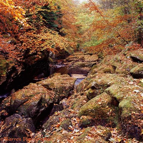 River In Beech Woodland Photo Wp05733