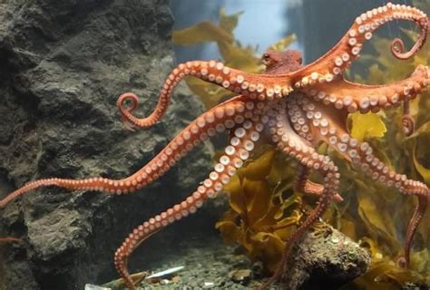 ośmiornica olbrzymia - Szukaj w Google | Octopus, Hobby