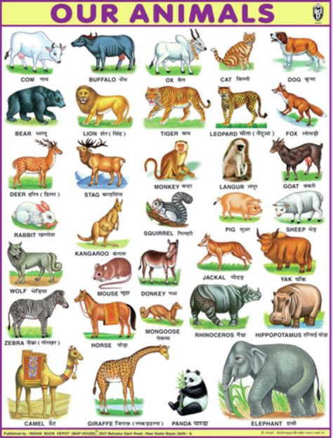 Pet Animals Name In Marathi Knowing The Different Names Of Animal