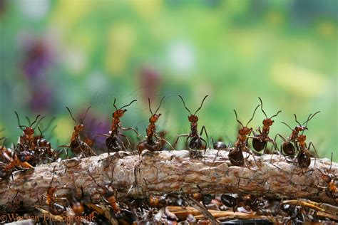 Wood Ant Workers Photo Wp16864