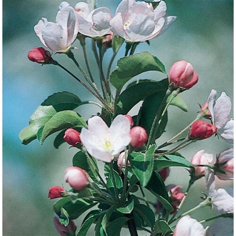 364 Gallon White Leprechaun Crabapple Flowering Tree In Pot L27245