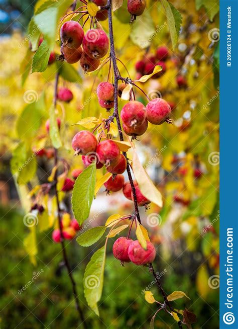 Red Ripe Crabapples On A Tree Stock Photo Image Of Fresh Ripe 269020124